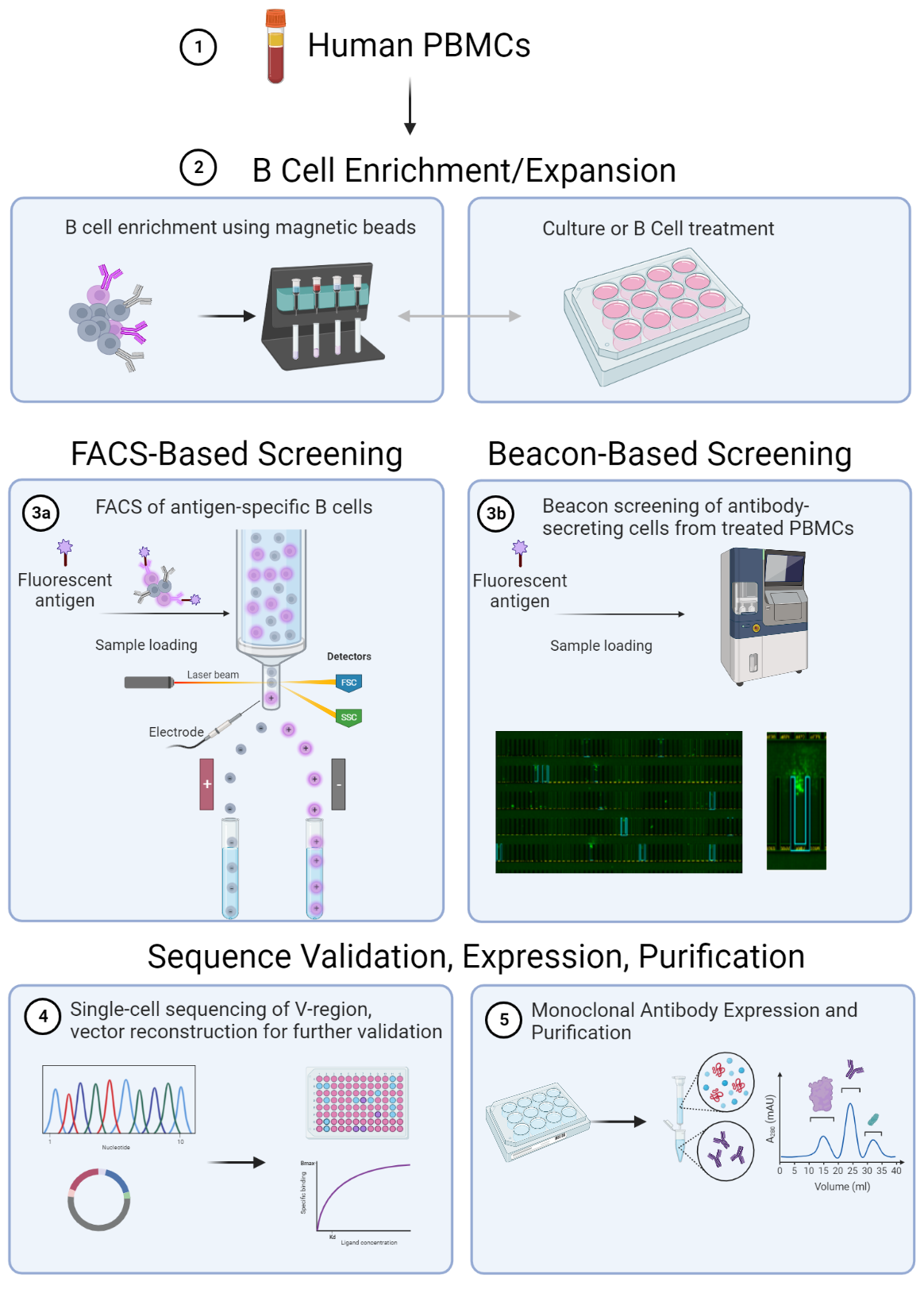 Antibody Cloning From Human PBMCs - Biocytogen