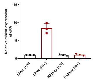 B-MUP-uPA Mice - Biocytogen