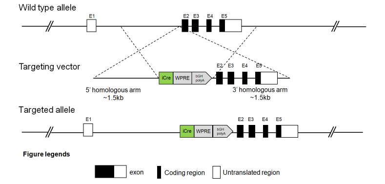 B-Tagln-iCre Mice - Biocytogen