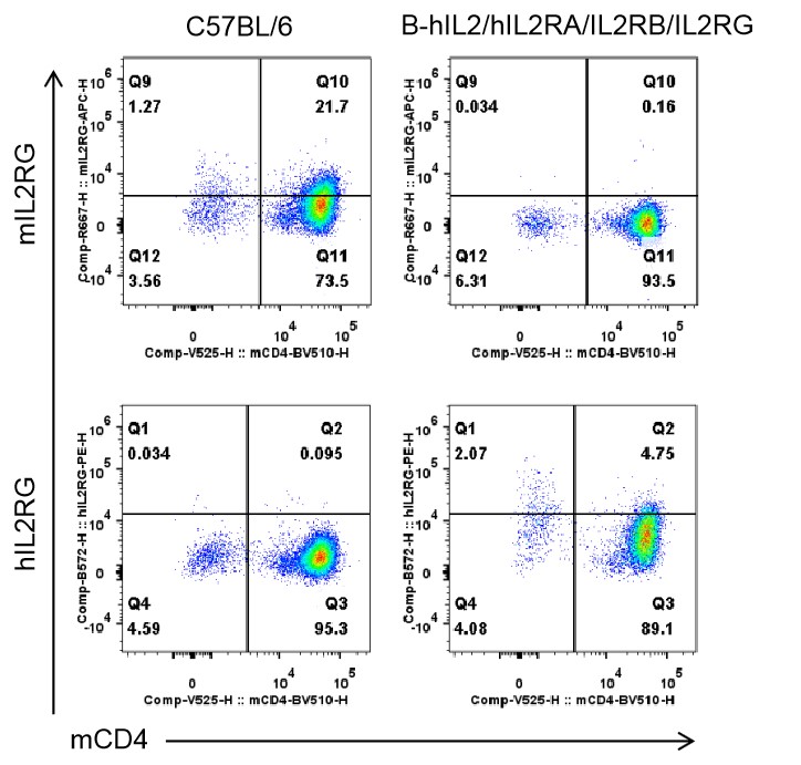 B-hIL2/hIL2RA/hIL2RB/hIL2RG Mice - Biocytogen