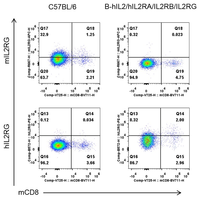 B-hIL2/hIL2RA/hIL2RB/hIL2RG mice - Biocytogen