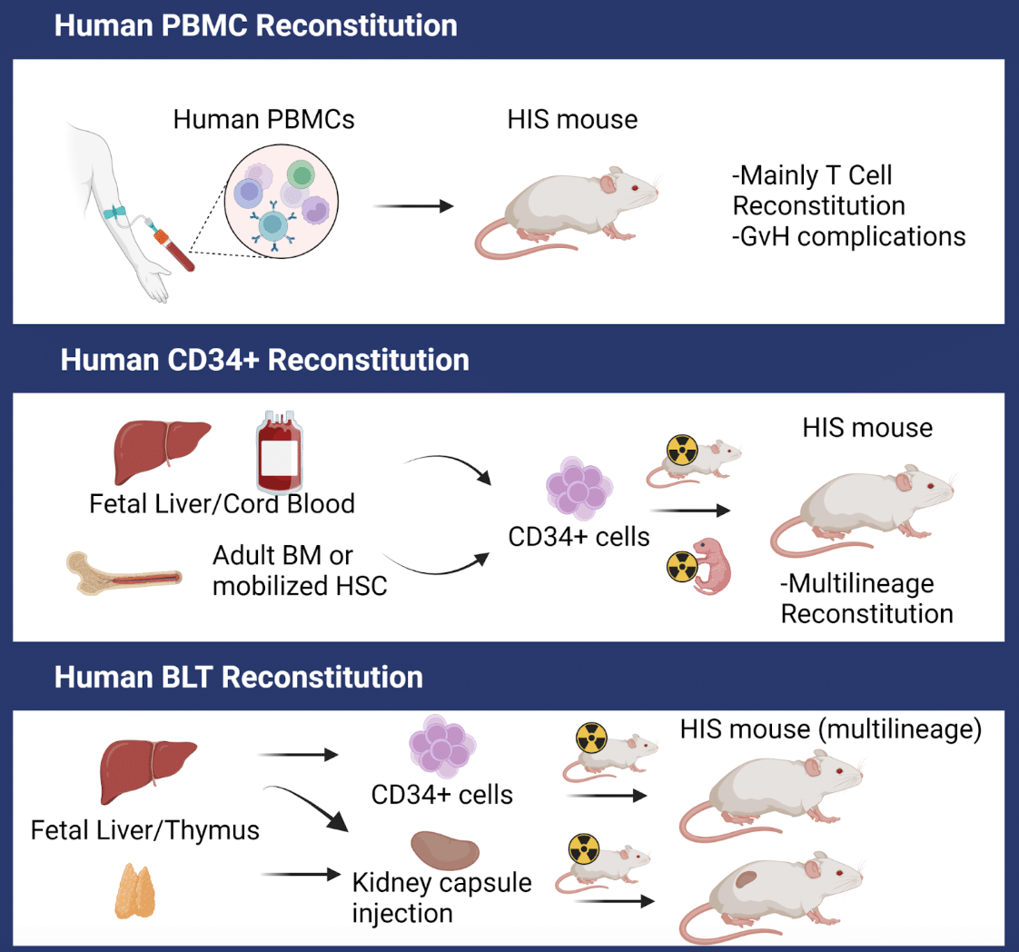 Immune System-reconstituted Models For Immuno-oncology Research ...