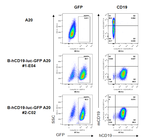 B-hCD19-luc GFP A20 - Biocytogen