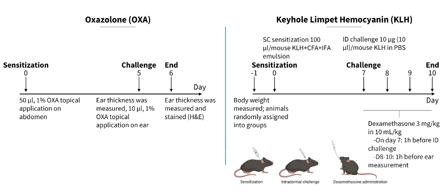 delayed-type-hypersensitivity-model-biocytogen