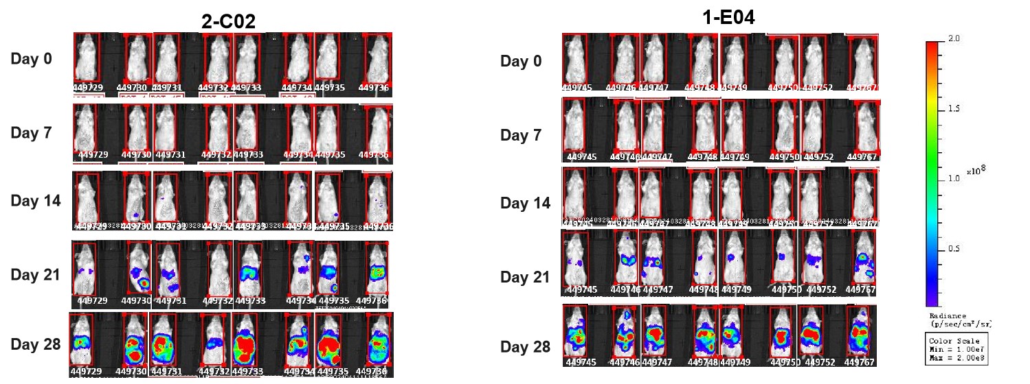 B-hCD19-luc GFP A20 - Biocytogen