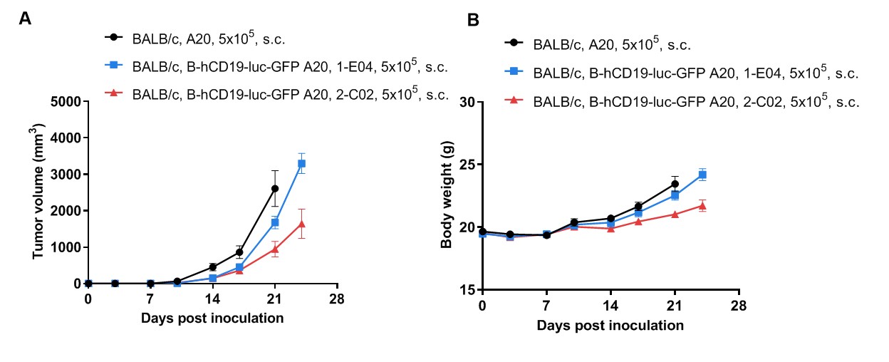 B-hCD19-luc GFP A20 - Biocytogen