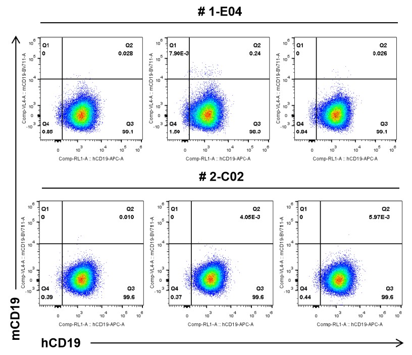 B-hCD19-luc GFP A20 - Biocytogen