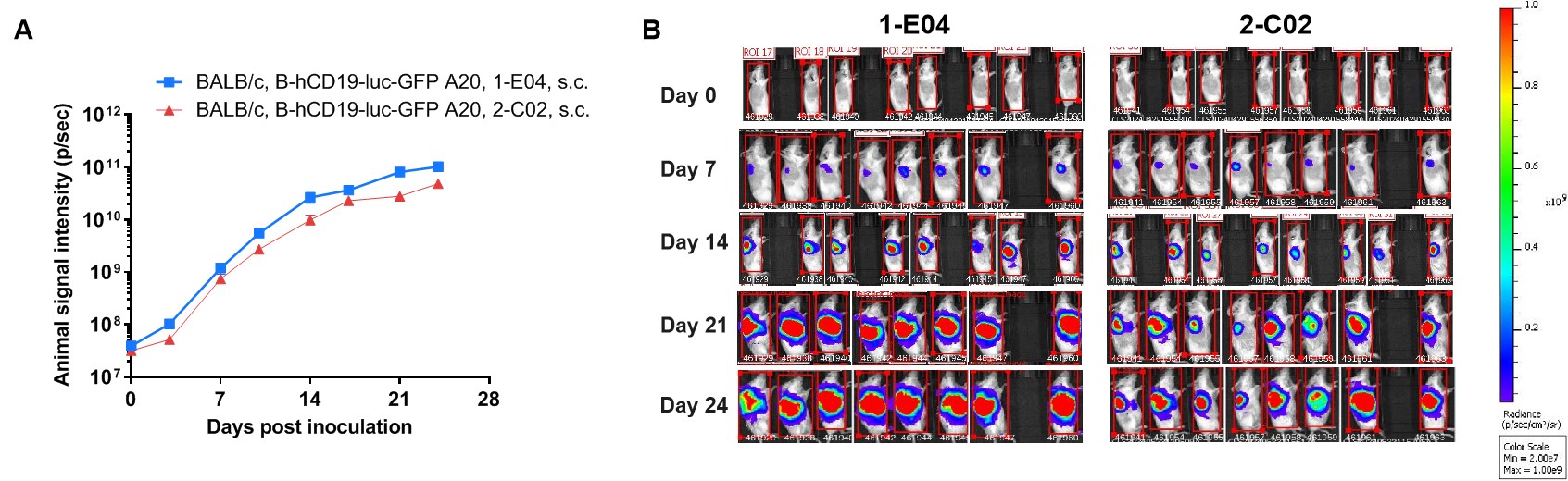 B-hCD19-luc GFP A20 - Biocytogen