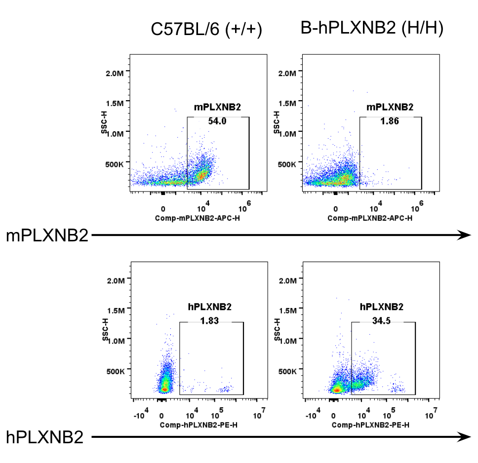 B-hPLXNB2 Mice - Biocytogen