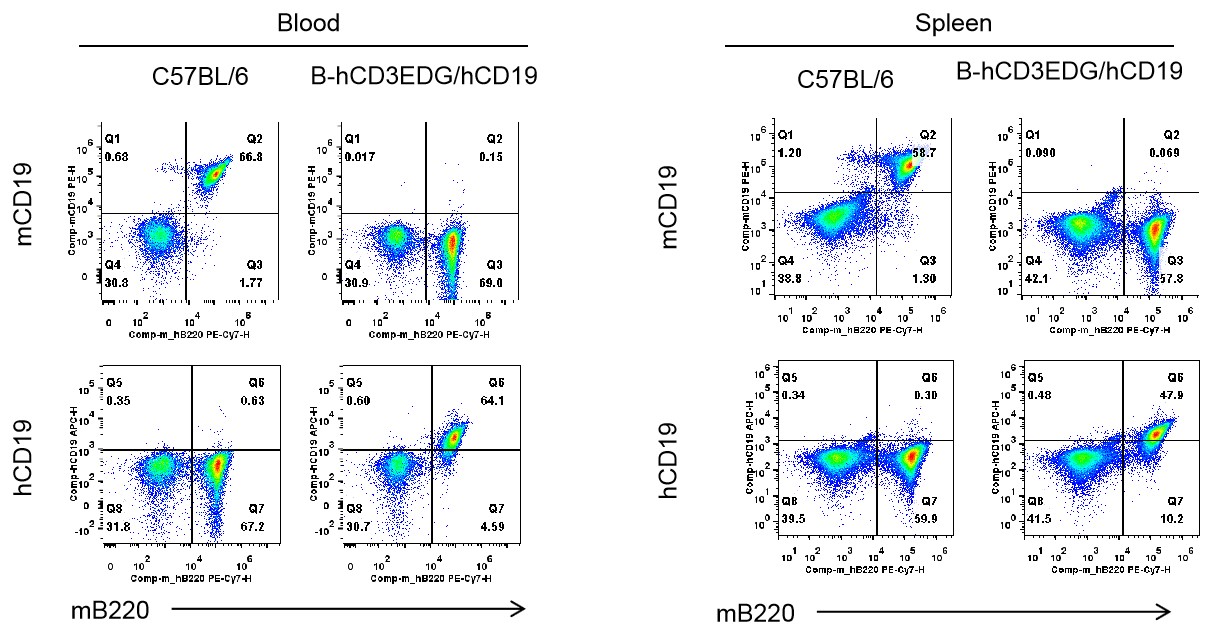 B-hCD3EDG/hCD19 Mice - Biocytogen