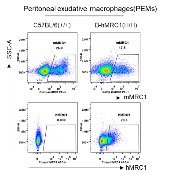 B-hMRC1 Mice - Biocytogen