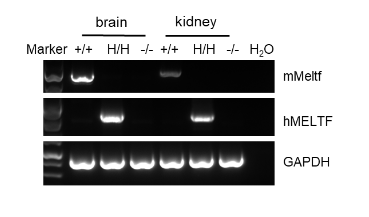 B-hMELTF Mice - Biocytogen