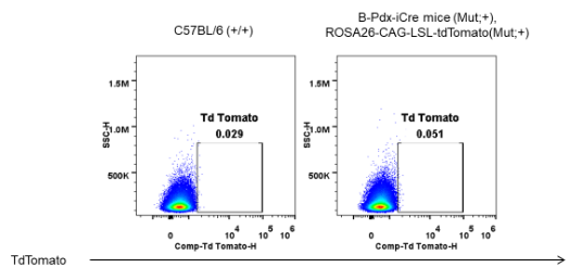 B-Pdx-iCre Mice - Biocytogen