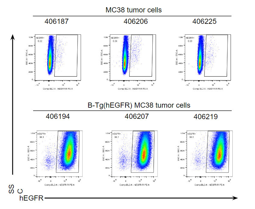 B-Tg(hEGFR) MC38 - Biocytogen