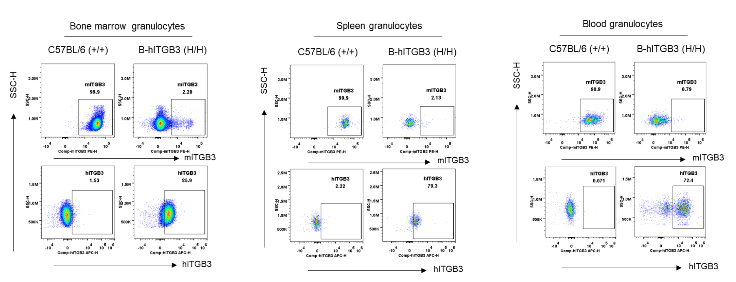 B-hITGB3 Mice - Biocytogen