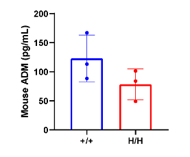 B-hADM mice Protein expression analysis