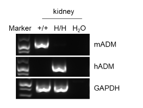 B-hADM Mice - Biocytogen