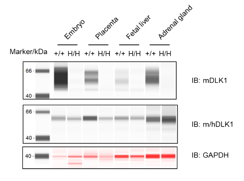 B-hDLK1 Mice - Biocytogen