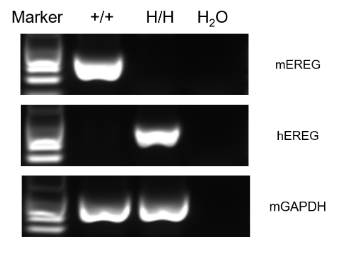 B-hEREG mice Protein expression analysis