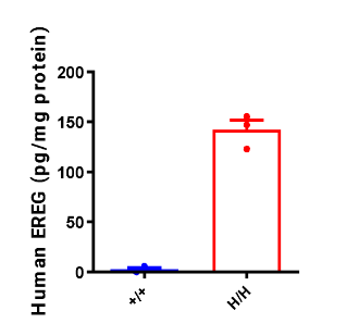 B-hEREG mice mRNA expression analysis