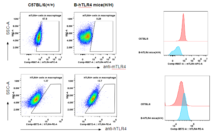 B-hFSHB mice mRNA expression analysis
